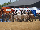 Thuillies